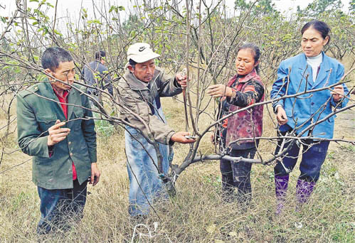 重庆永川"梨父"刘天仁:44年痴恋果树种植(图)