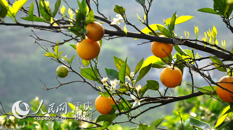 三峡橘海花果同树奇观