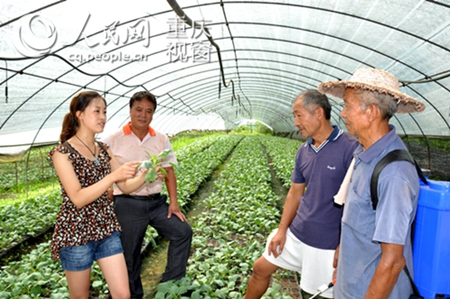 蔬菜种植_合肥种植蔬菜收入(2)