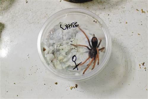 市检验检疫局从入境邮包中截获活体蜈蚣和蜘蛛