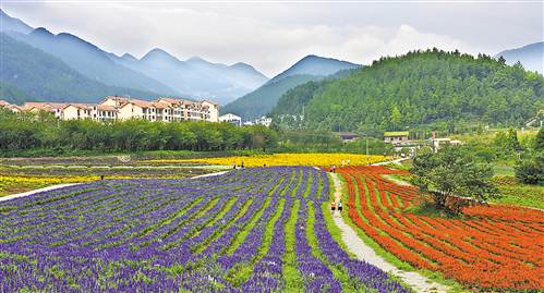 重庆频道 区县 区县头条   近日,涪陵区大木乡,游人在大木花谷游玩.