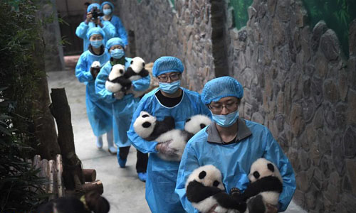 我国人工圈养大熊猫种群数量达422只