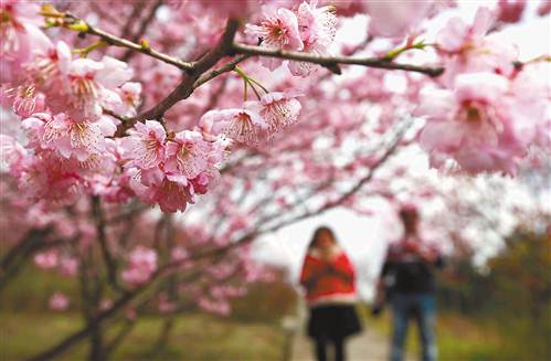 北碚静观镇,市民在樱花树下赏花踏青. 特约摄影 秦廷富