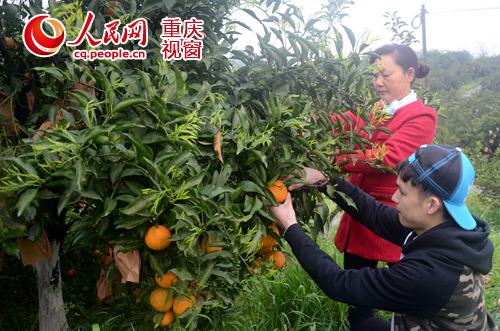 江津石门镇:万亩晚熟柑橘等您来采摘