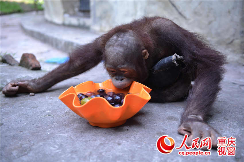 重庆动物园为小猩猩配的冰凉水果餐。