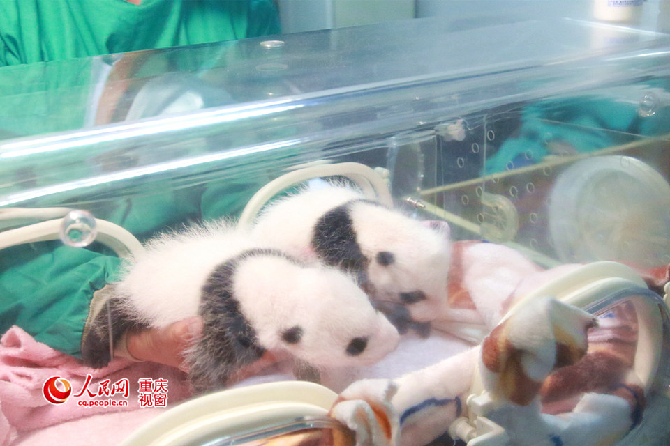 双胞胎熊猫宝宝满月 重庆市民可直播探望