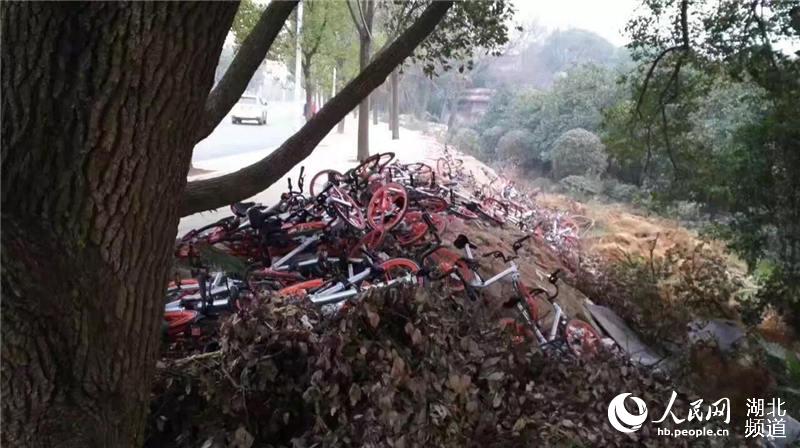 武汉东湖绿道摩拜单车被丢弃山沟中 东湖绿道