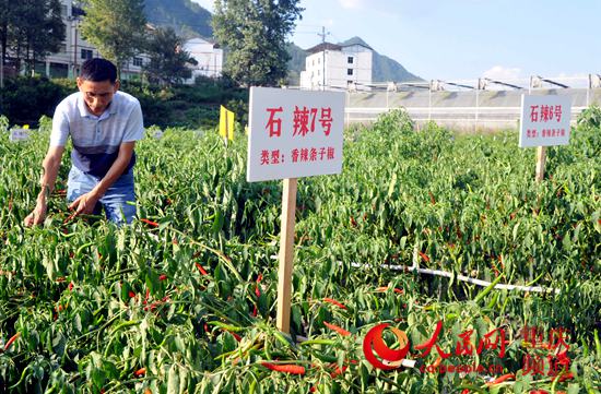 朝天椒种植_种植海椒增加收入(2)