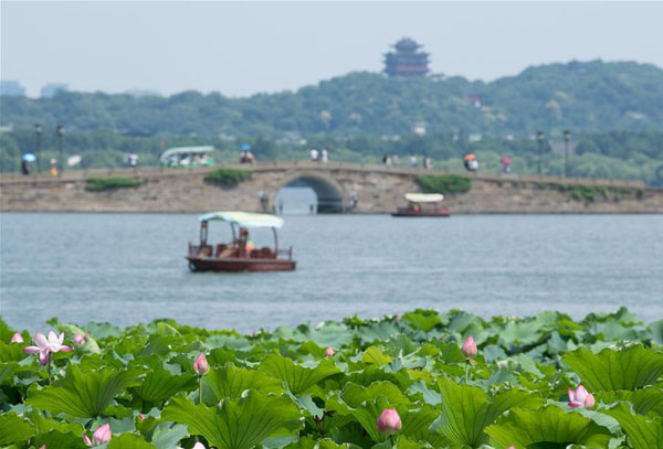西湖荷花盛开