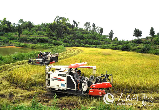 加工水稻机器 LOCAL201808171146000353111712355.jpg