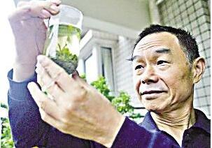 他花42年 让重庆茶叶香飘海外