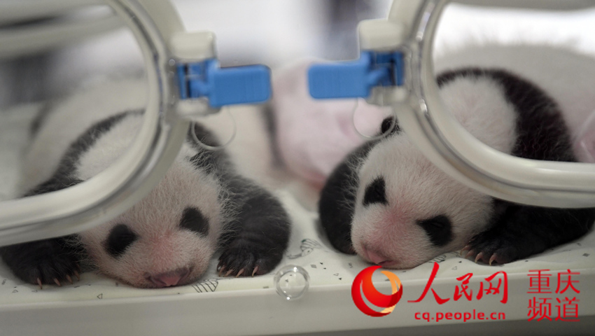 为让四个熊猫宝宝有个好听又有意义的名字，重庆动物园面向全球开展征名活动。曾英豪 摄