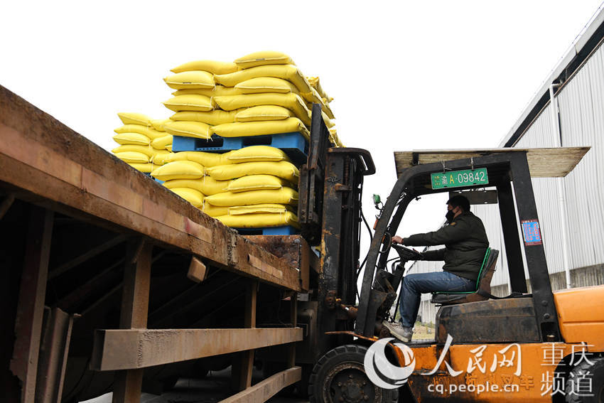 潼南區東安鉀肥工作人員進行貨物裝車。李靜 攝