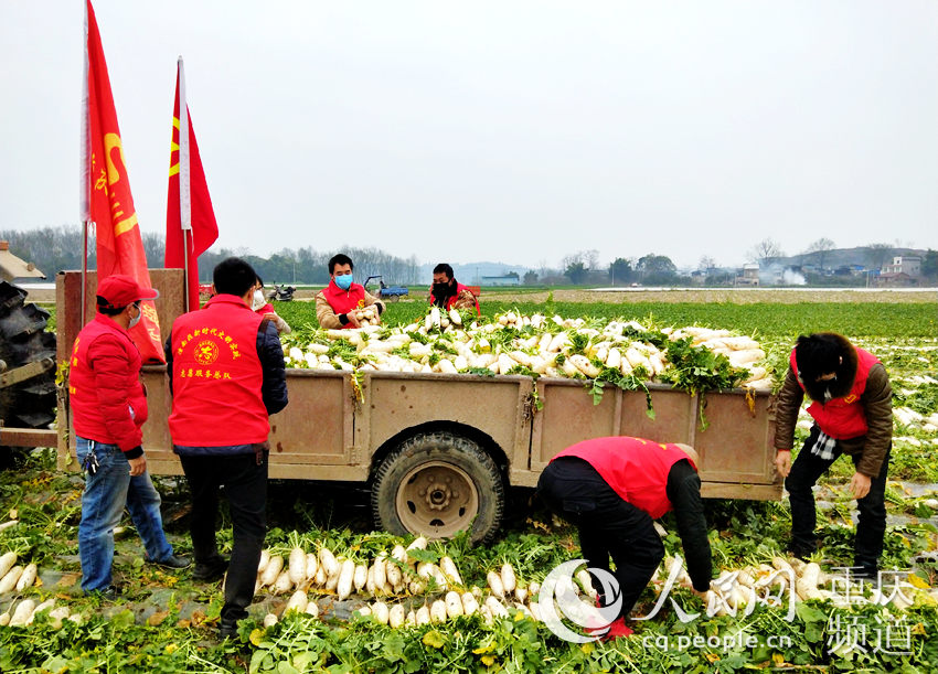 青年志願者正在將拔好的蘿卜清理裝車。共青團重慶市潼南區委供圖
