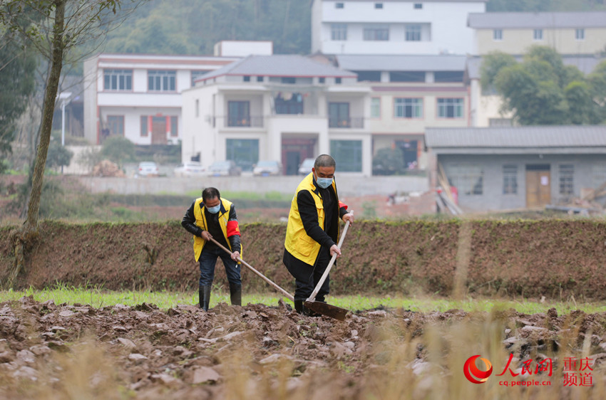 2月18日，重慶市大足區棠香街道惜字閣村4隊，該村的黨員干部正在田間幫助村民平整秧田。黃舒 攝