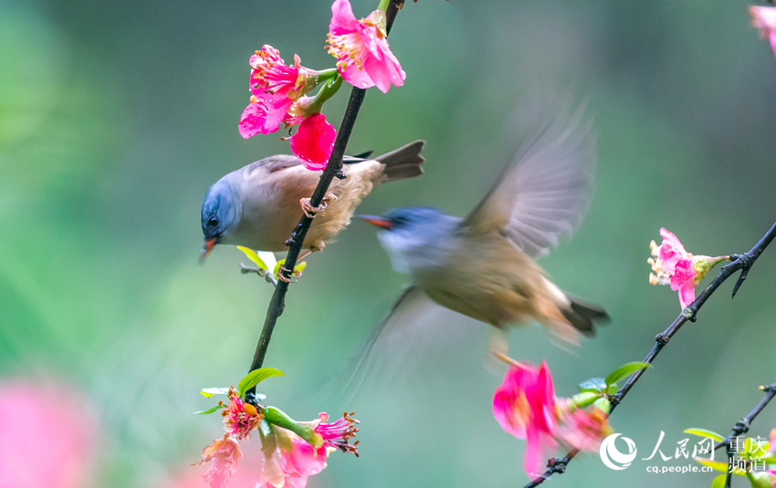 2月29日，鳥兒在重慶市南川區花山公園盛開的花兒上嬉戲、採食花蜜。瞿明斌 攝