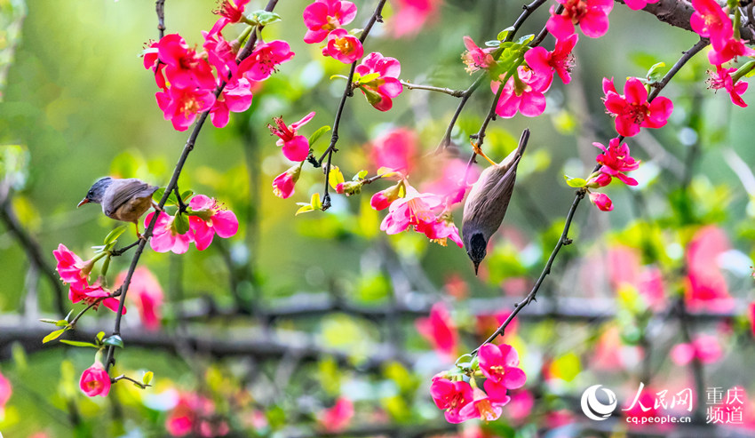 2月25日，鳥兒在重慶市南川區花山公園盛開的花兒上嬉戲、採食花蜜。瞿明斌 攝
