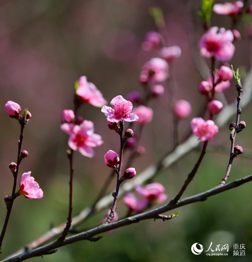 桃花迎春綻放。呈現勃勃生機。盧先慶攝