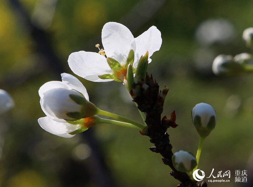巫山長江兩岸的李花迎春開放。盧先慶攝