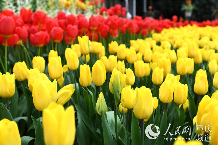 3月16日，重慶南山植物園恢復開放。 崔景印 攝