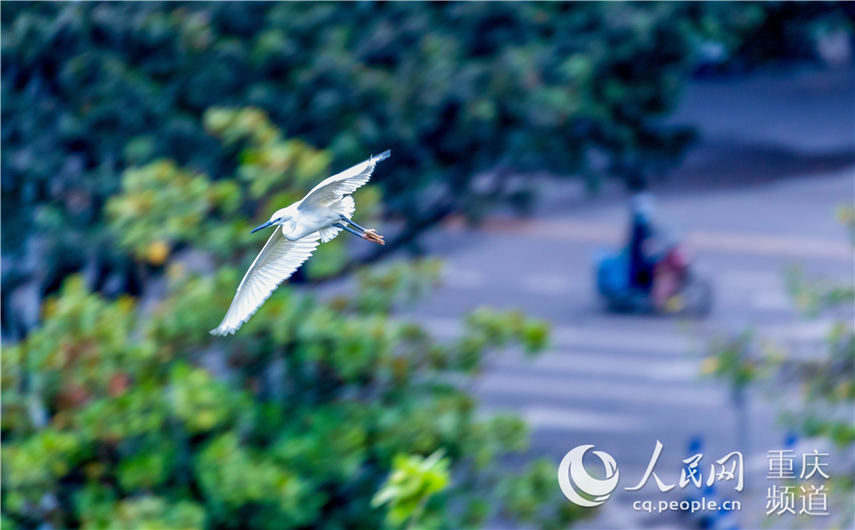 白鷺在重慶市南川城區上空飛翔起舞。瞿明斌 攝