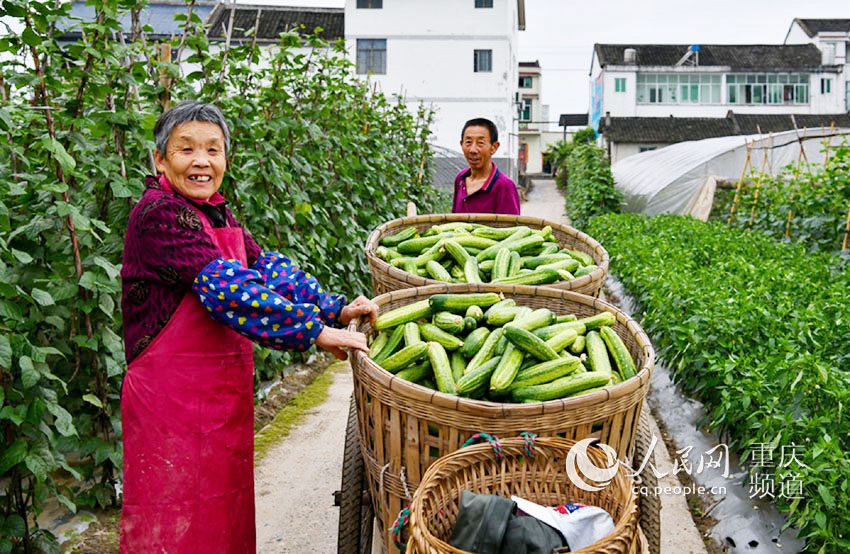 5月13日，潼南区桂林街道双坝蔬菜基地，菜农正在将刚采摘的黄瓜运往路边的卡车，发往重庆主城。 李扬/摄 