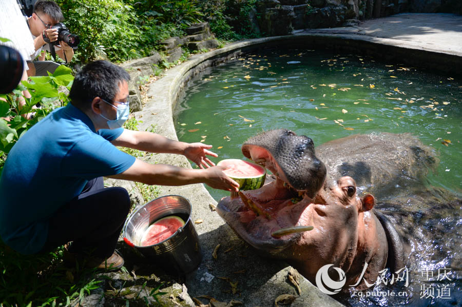 8月4日，重庆动物园，河马吃西瓜。邹乐 摄