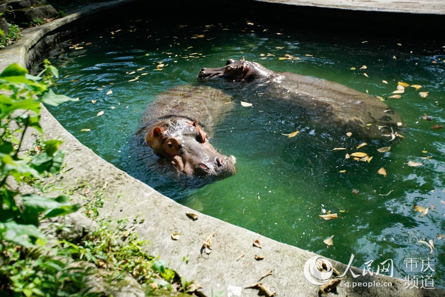 8月4日，重慶動物園，河馬在水池中游泳。鄒樂 攝