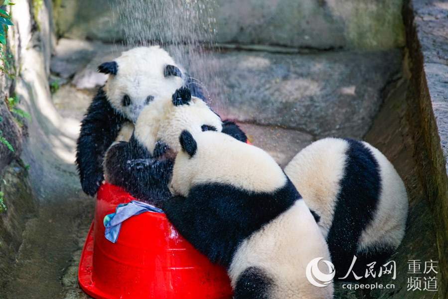 四隻熊貓在一起洗淋浴。鄒樂 攝