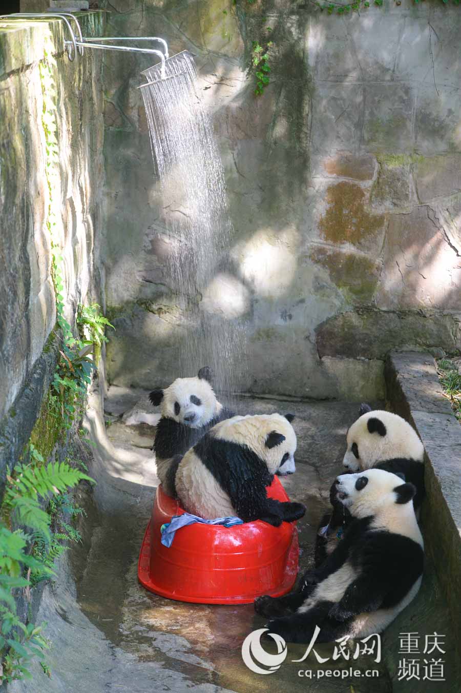 8月4日，重慶動物園，四隻熊貓“滾滾”淋浴消夏。鄒樂 攝