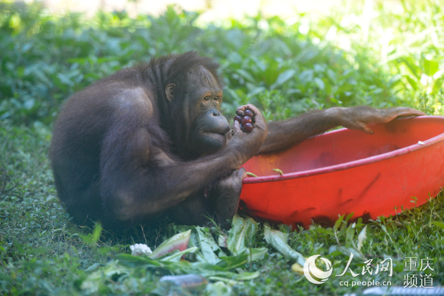 猩猩吃水果。鄒樂 攝