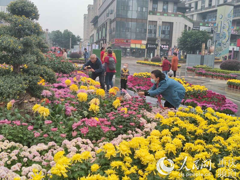 布展剛結束，市民們開始賞菊、拍照。 巴南區融媒體中心供圖
