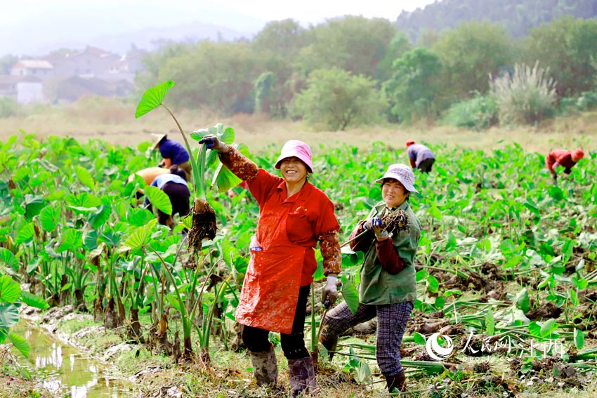 宜黃縣中港鎮鄒坊村村民正在收獲香芋（章英全/攝）