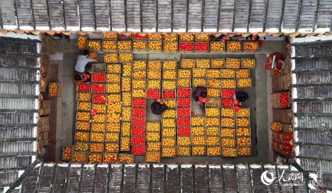 蓬華臍橙大豐收，果農在古厝裡忙碌地包裝臍橙。郭達芳供圖