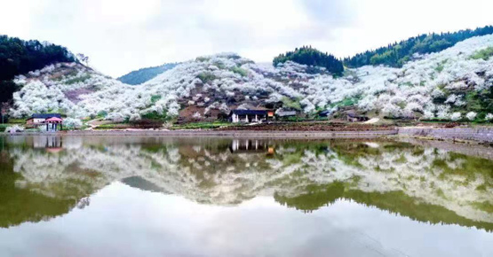 2月28日,渝北区统景镇第十一届印盒李花节将正式拉开帷幕.