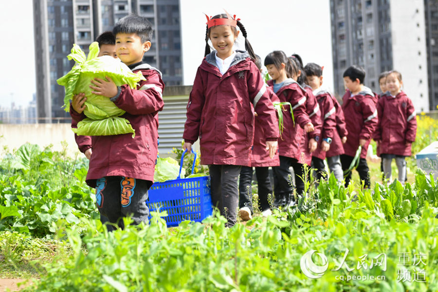 重慶兩江新區童心青禾小學校，學生們採摘去年自己種下的蔬菜。鄒樂攝