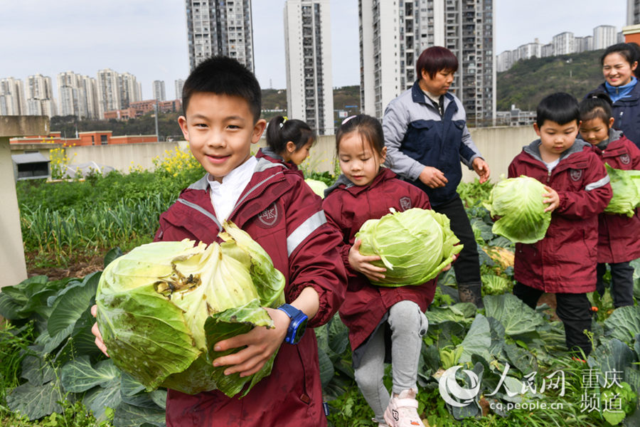 學生們採摘蔬菜。鄒樂攝