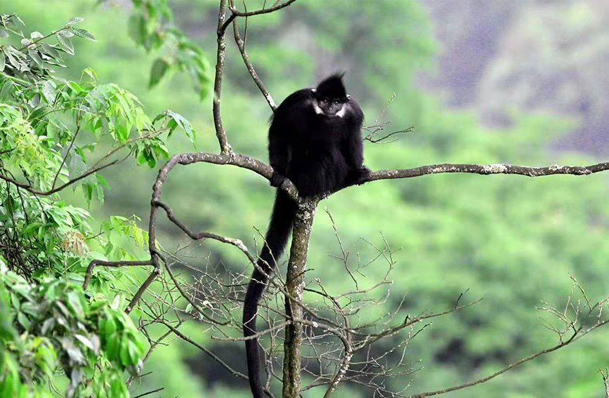 重庆金佛山:世界濒危动物黑叶猴栖息地扩大