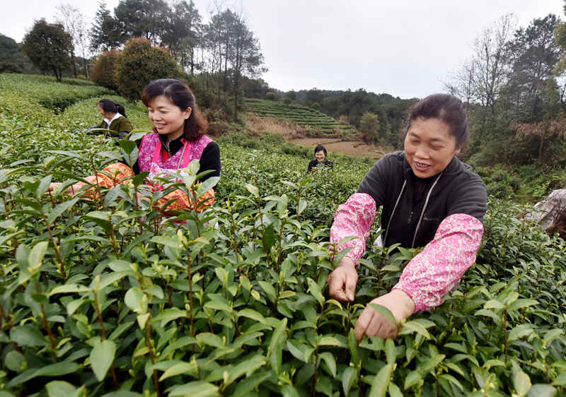 蔺市镇芝南茶厂工人在采摘茶叶。黄河摄