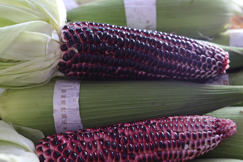 巴南姜家镇种出“网红”黑玉米上市一周卖掉3万斤