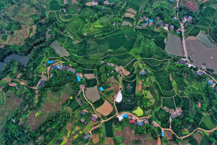从空中俯瞰重庆市荣昌区铜鼓镇刘骥村花椒种植基地，田与田之间相互连接，就像一只行走的“大象”。罗嘉摄