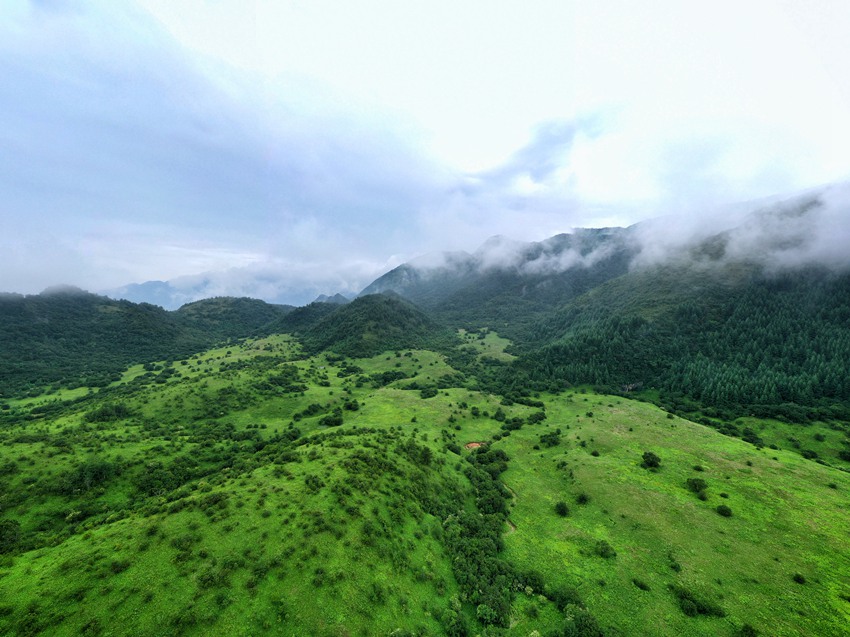五裡坡自然保護區森林覆蓋率高。李野攝