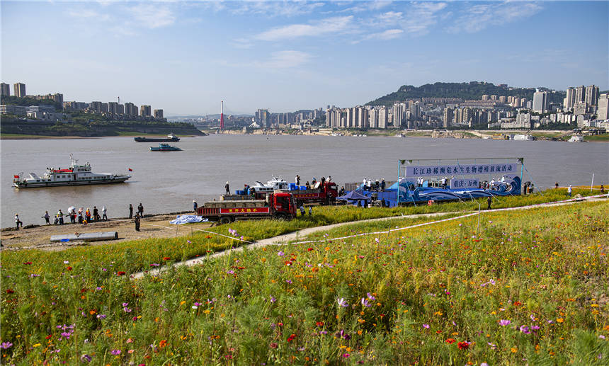7月30日，长江珍稀濒危水生生物增殖放流活动在万州举行。冉孟军 摄