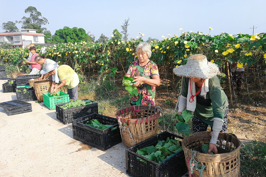 村民們整理新鮮採摘的絲瓜。劉莉攝