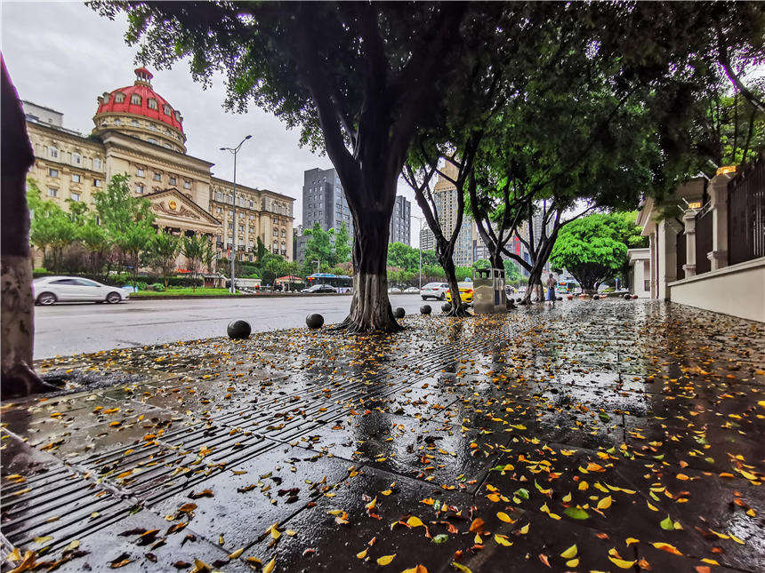 渝北區紅錦大道、安家咀社區的道路兩旁的行道樹及路邊植物，痛快淋漓的洗了個澡。黃進 攝