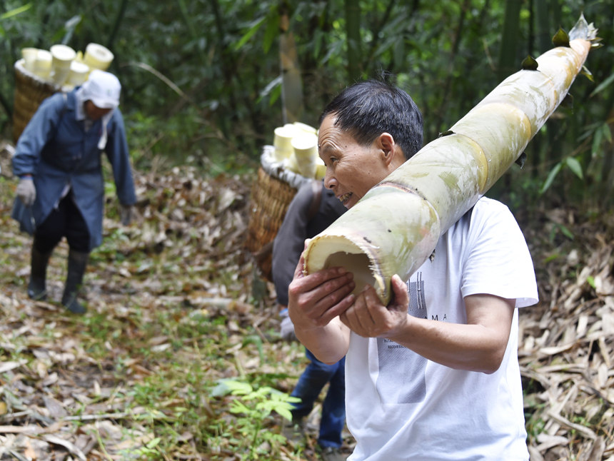 村民搬運剛砍下的新鮮竹筍。黃河攝