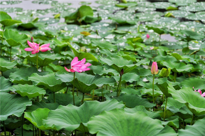 立秋已过，重庆市南岸区苦竹溪谷公园满池的荷花依然绚丽绽放。郭旭 摄