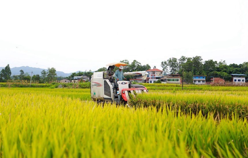 水稻收割機在稻田裡收割稻谷。熊偉攝