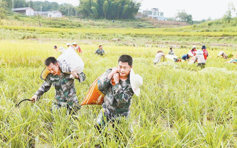 黨員志願者助農收割稻谷