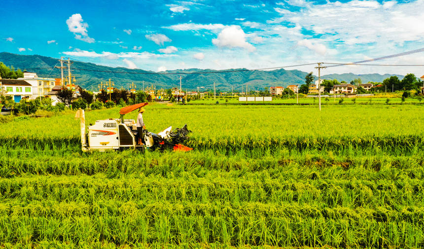村民在重庆市垫江县沙坪镇毕桥村高标准农田水稻基地用农机收割水稻。龚长浩摄